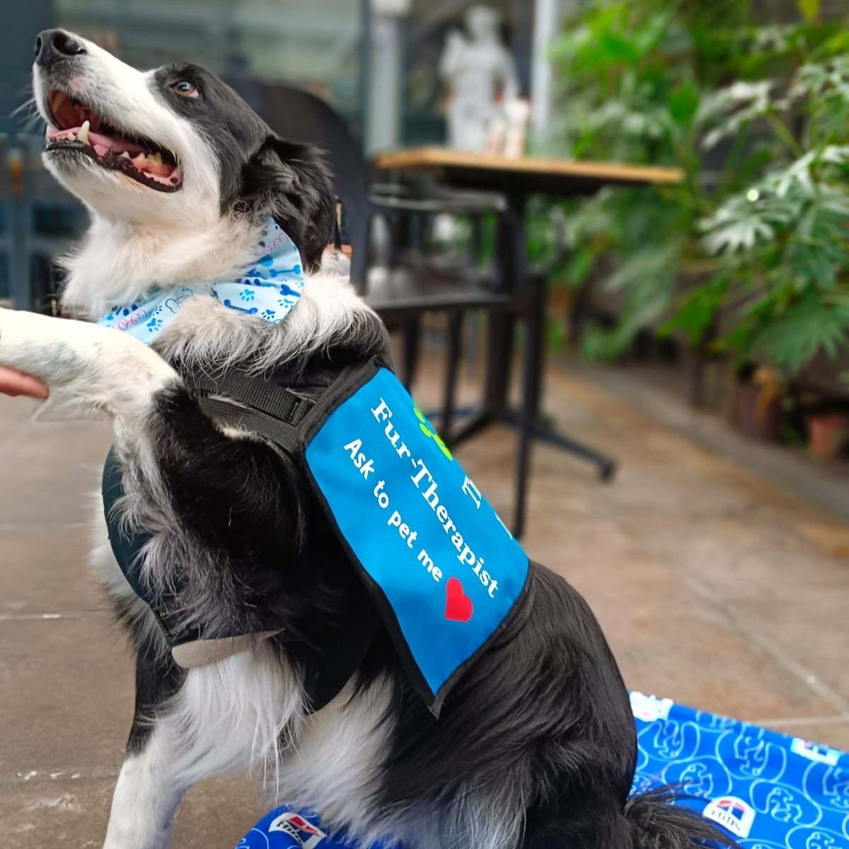 A Border Collie in a blue Fur-Therapist vest sitting calmly in a cafe environment