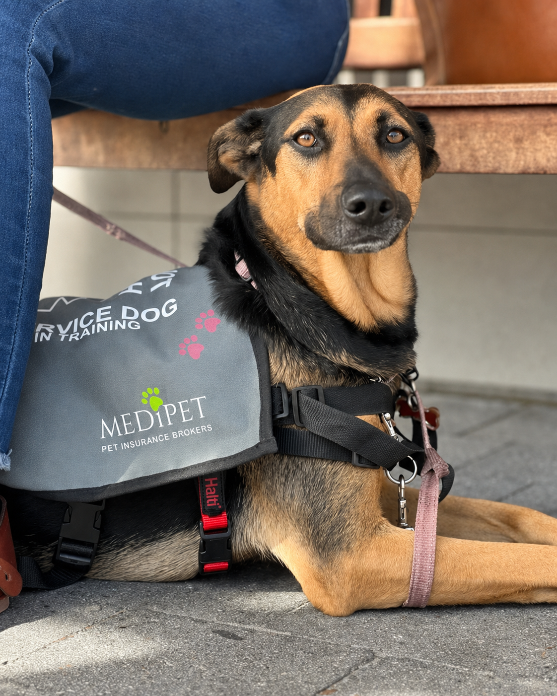 A service dog in training resting calmly at its handler's feet